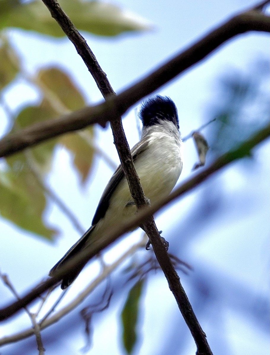 White-naped Xenopsaris - ML553129081