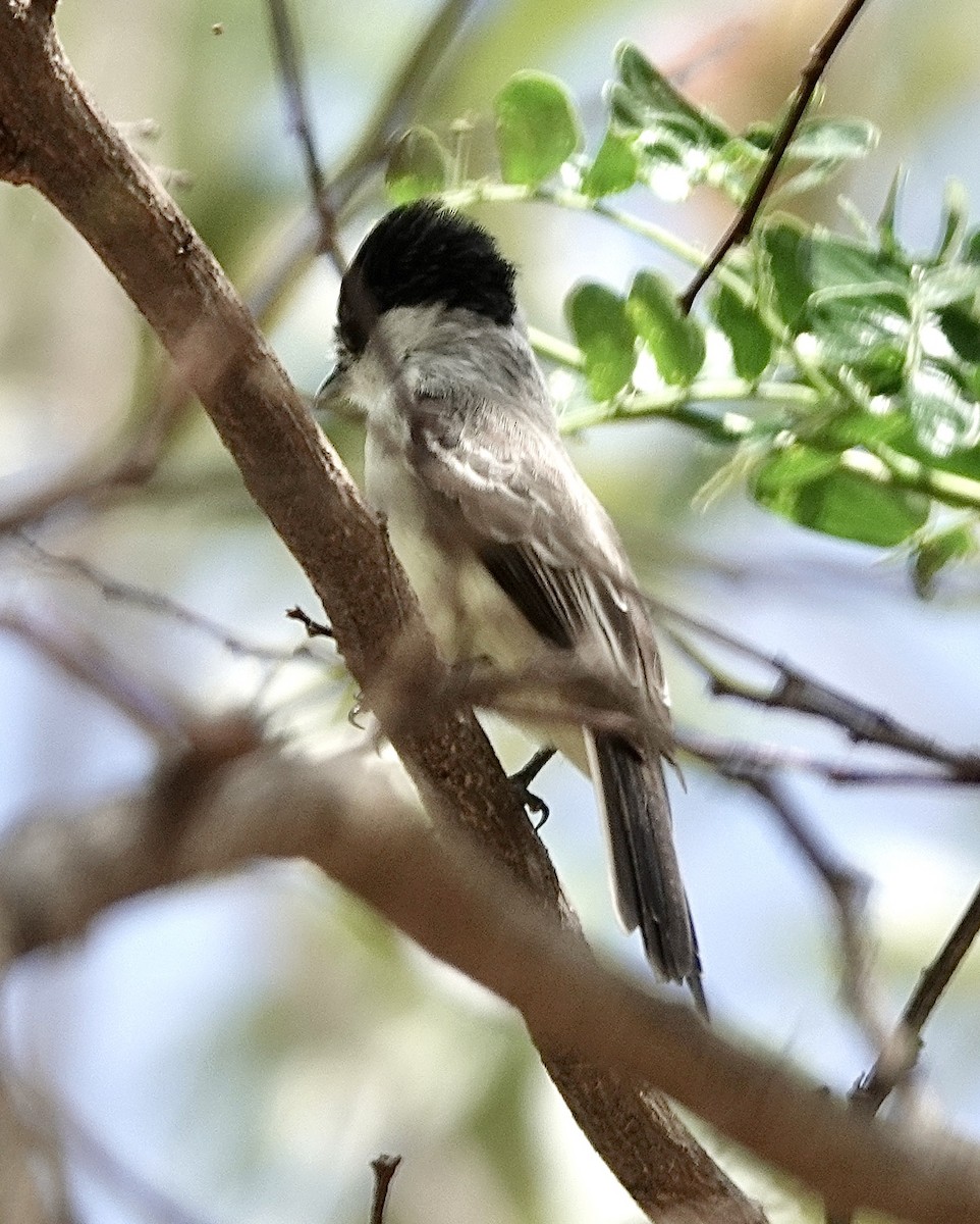 White-naped Xenopsaris - ML553129091