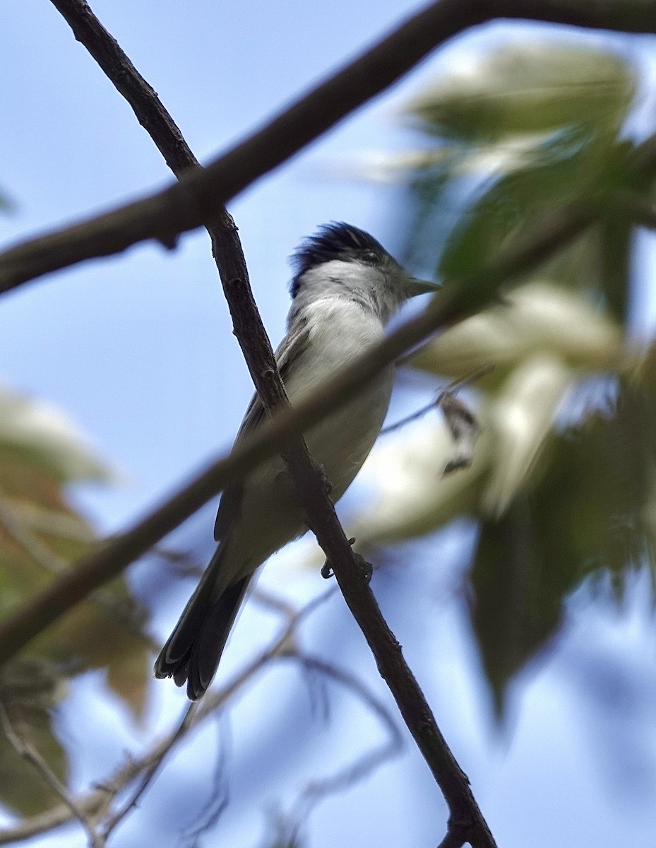 White-naped Xenopsaris - ML553129101