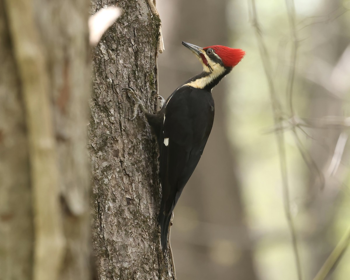 Pileated Woodpecker - Debbie Kosater