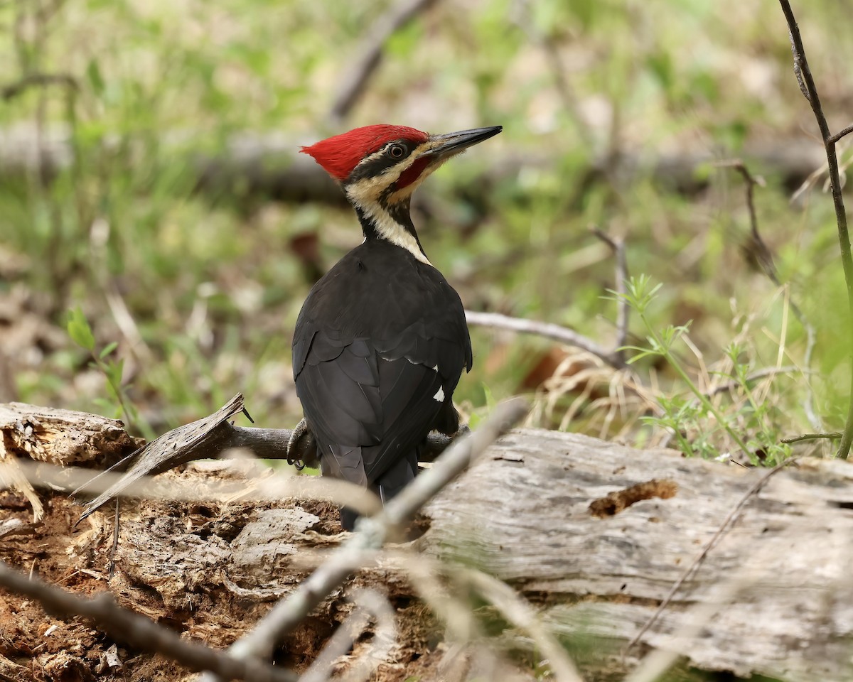 Pileated Woodpecker - ML553129351