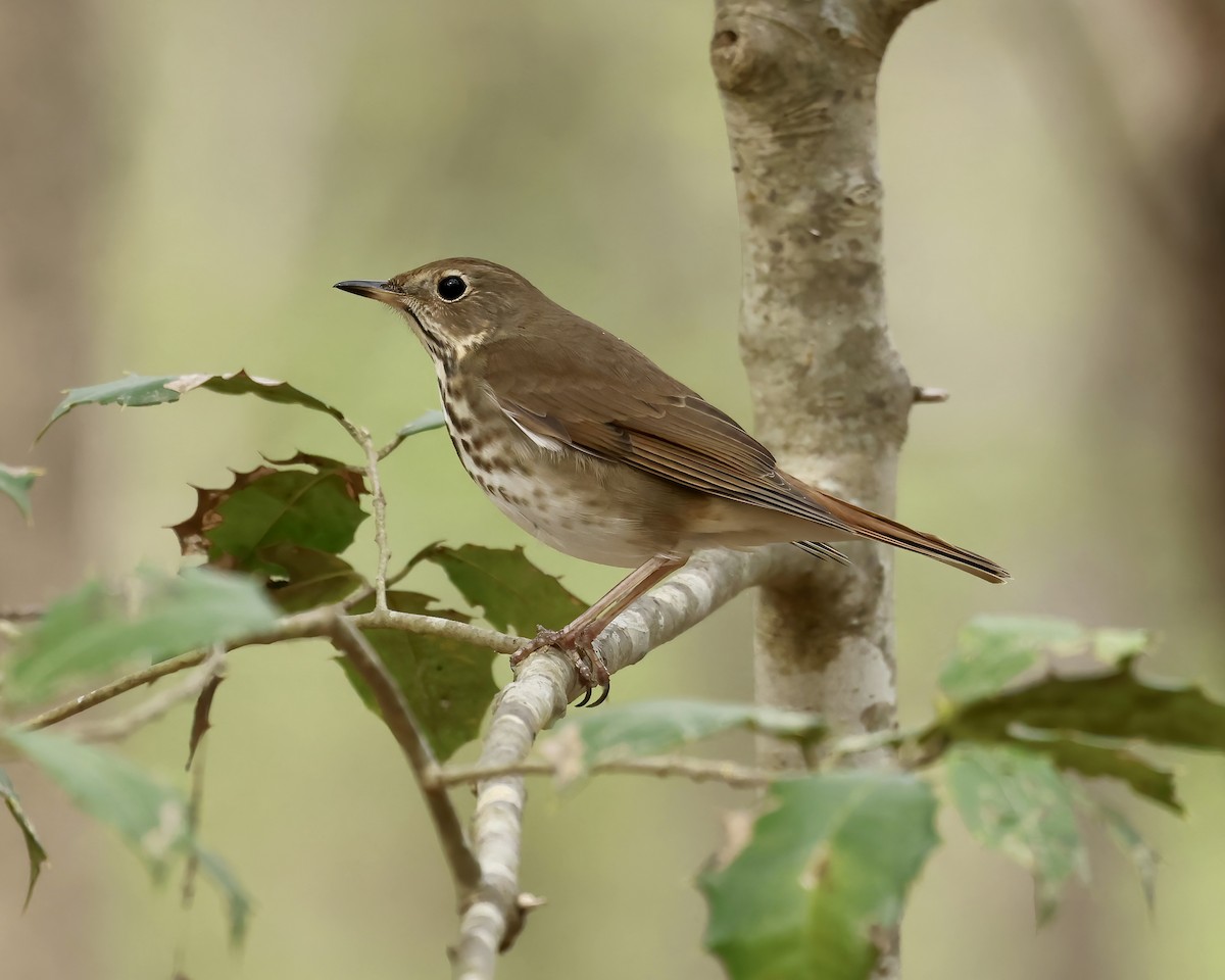 Hermit Thrush - Debbie Kosater