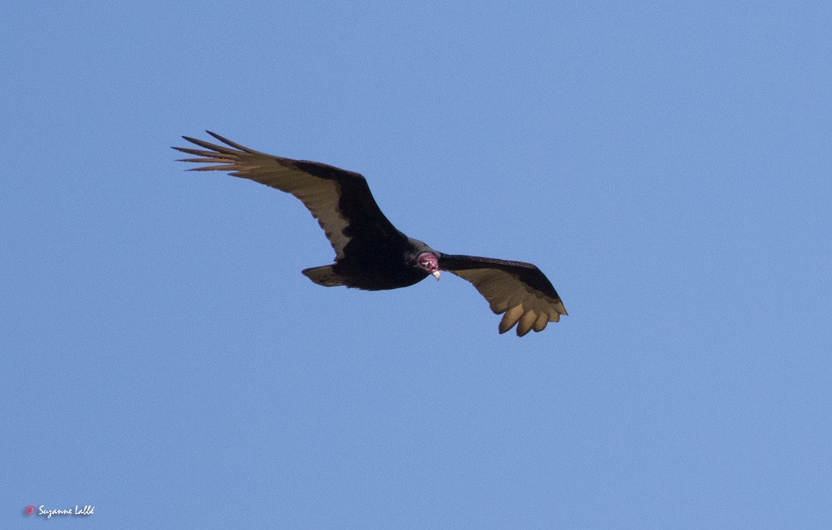 Turkey Vulture - Suzanne Labbé