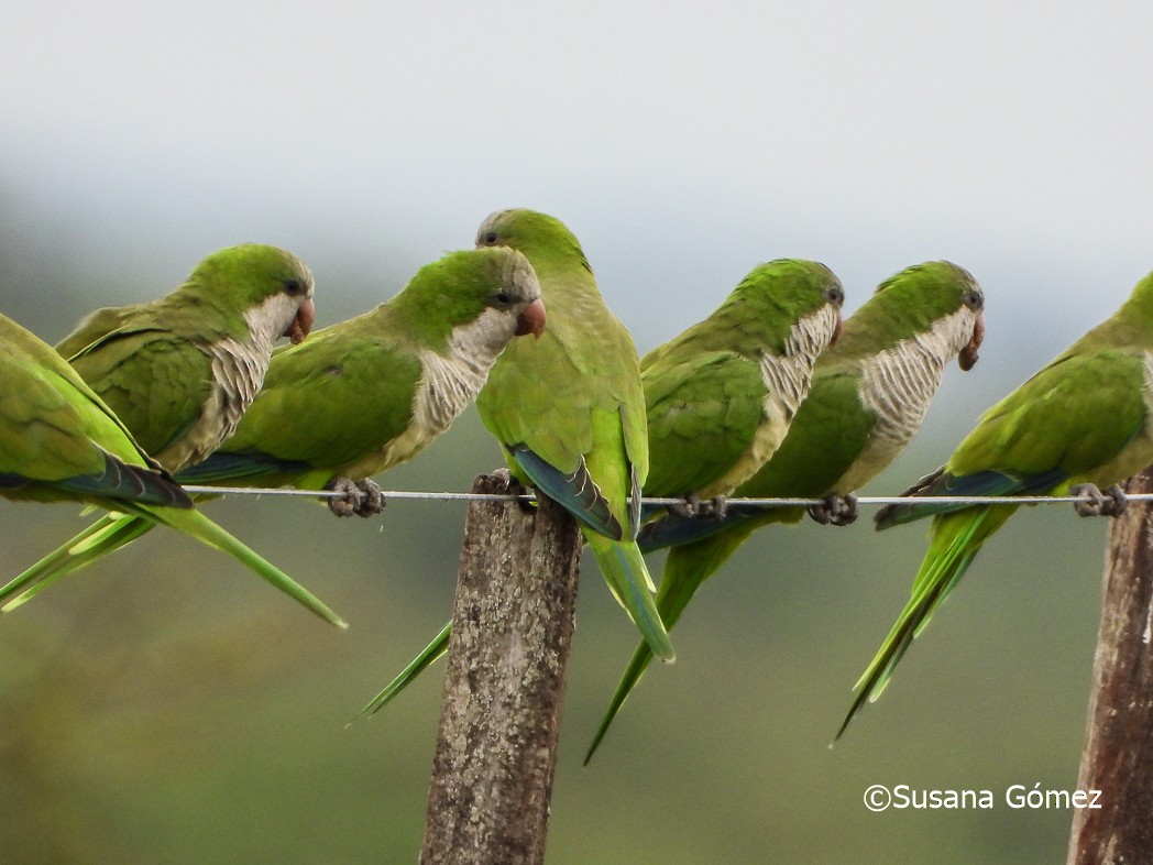 Monk Parakeet - Susana Gómez