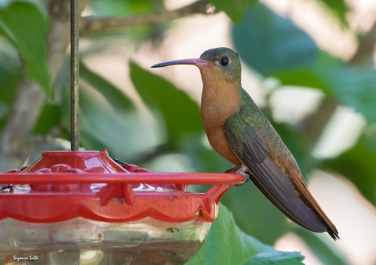 Cinnamon Hummingbird - ML55312971