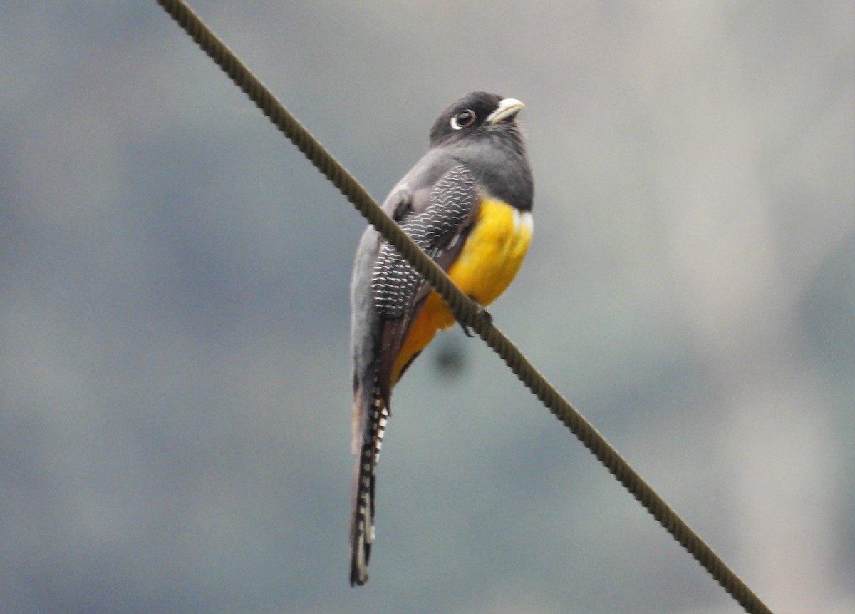 monokkeltrogon - ML553129721
