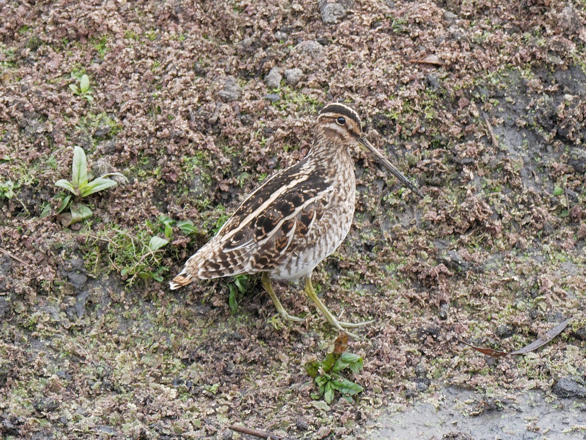 Common Snipe - ML553129771