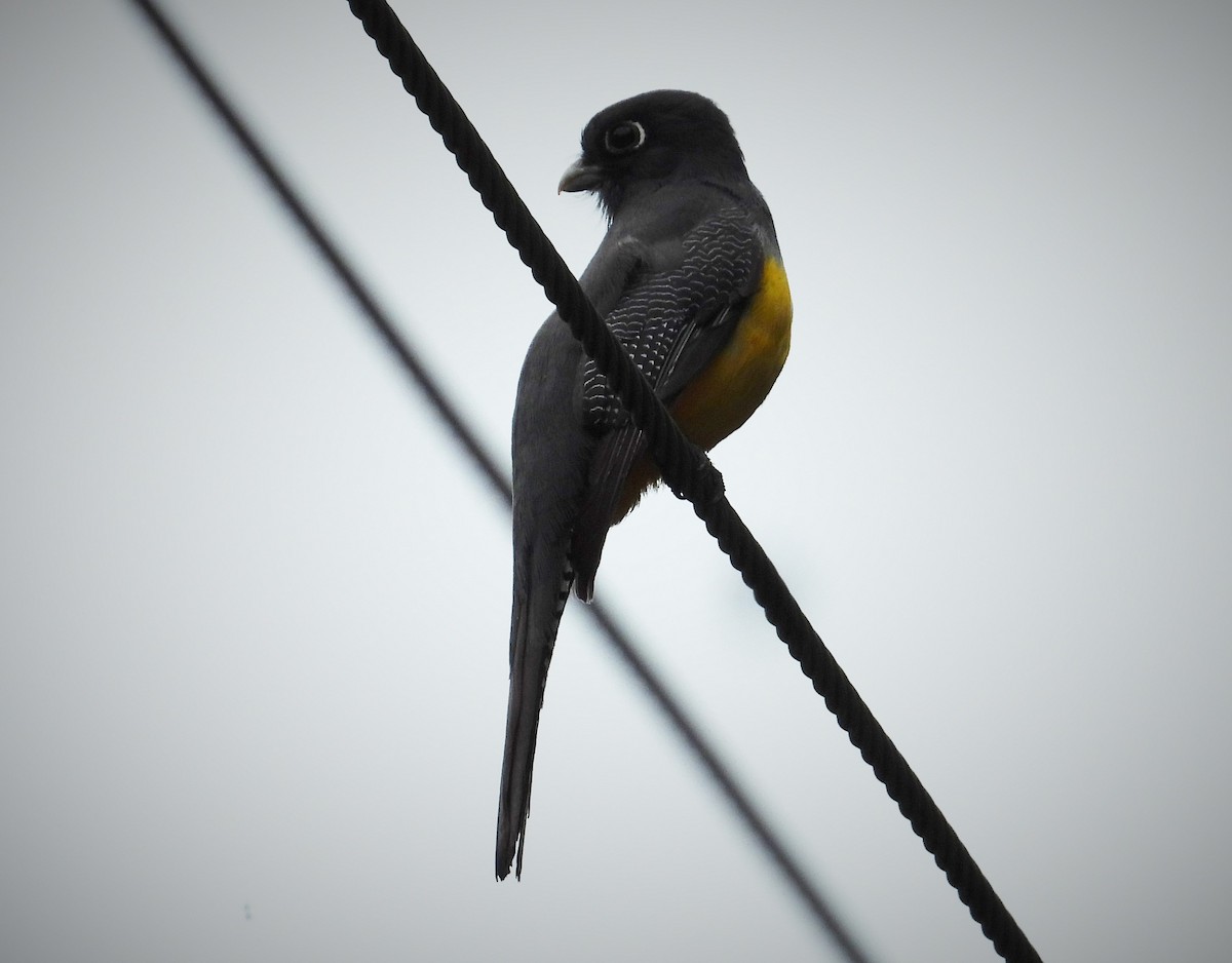 monokkeltrogon - ML553129861