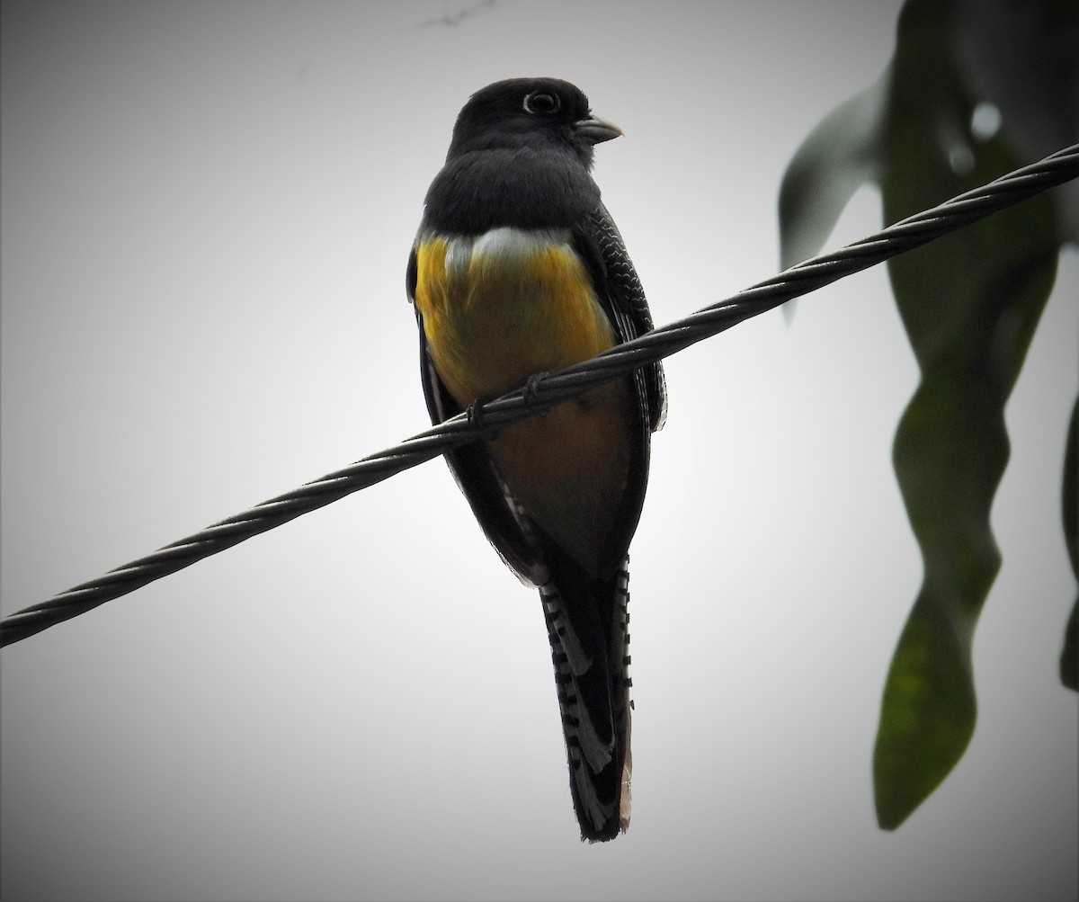 monokkeltrogon - ML553130001
