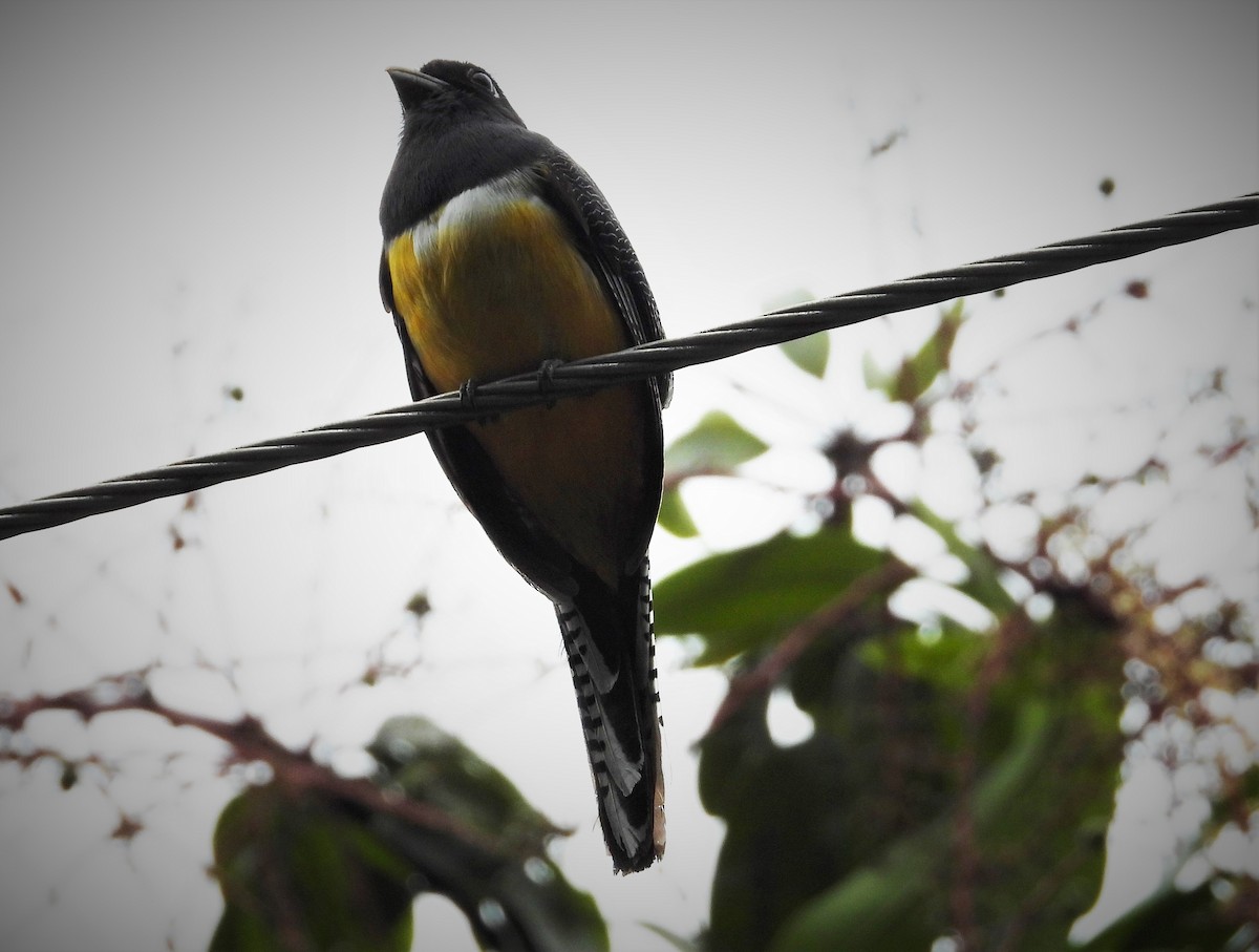 monokkeltrogon - ML553130091