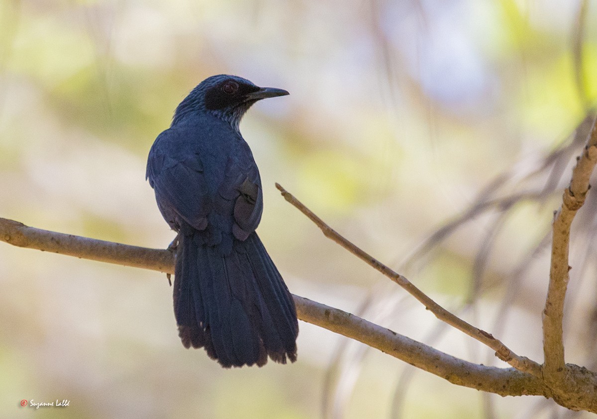 Blue Mockingbird - ML55313021