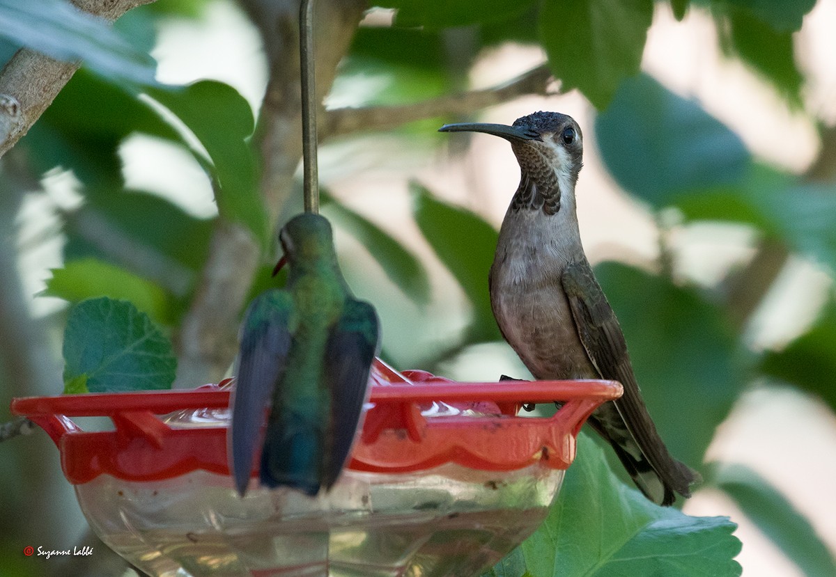 Plain-capped Starthroat - ML55313051