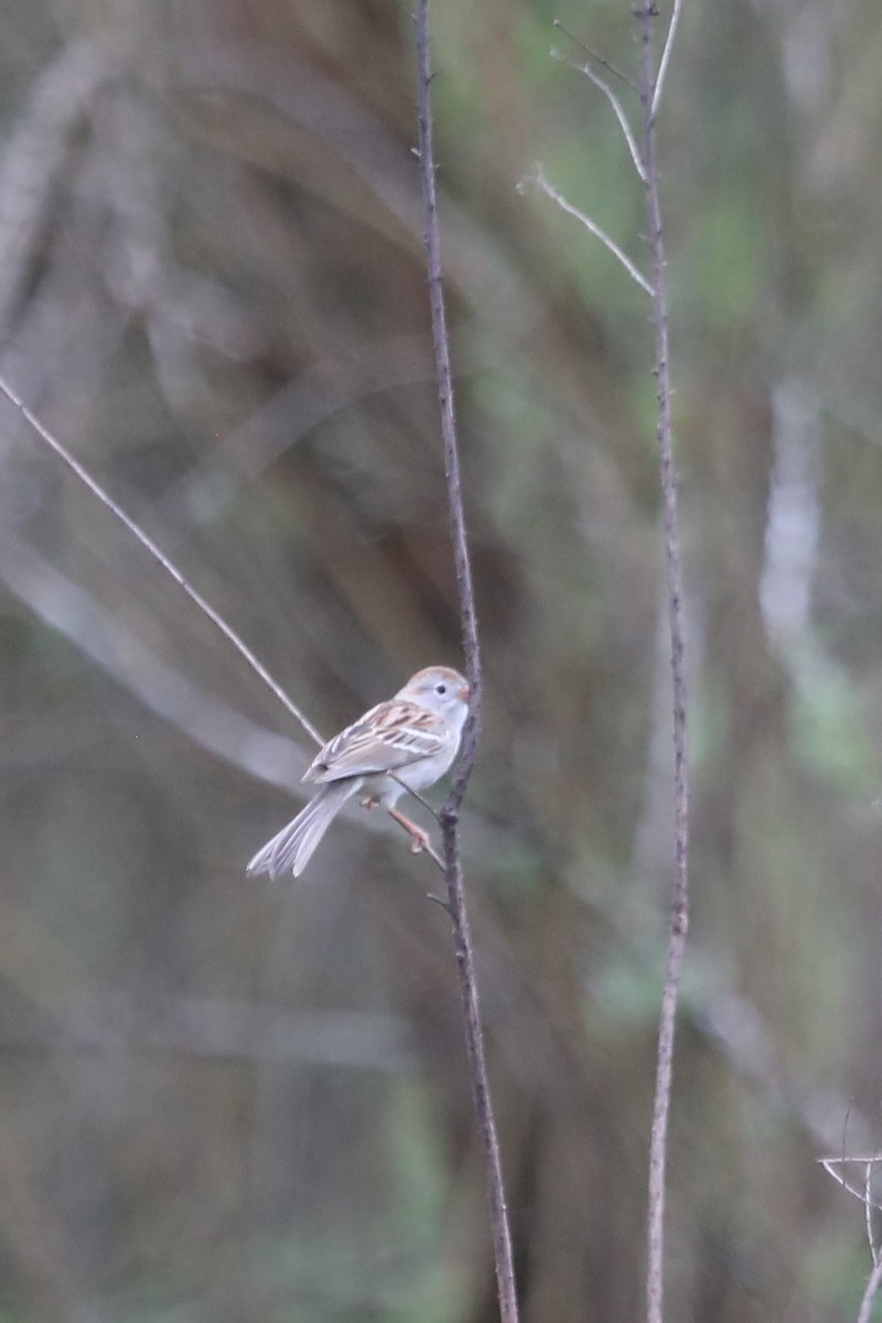 Field Sparrow - ML553130831