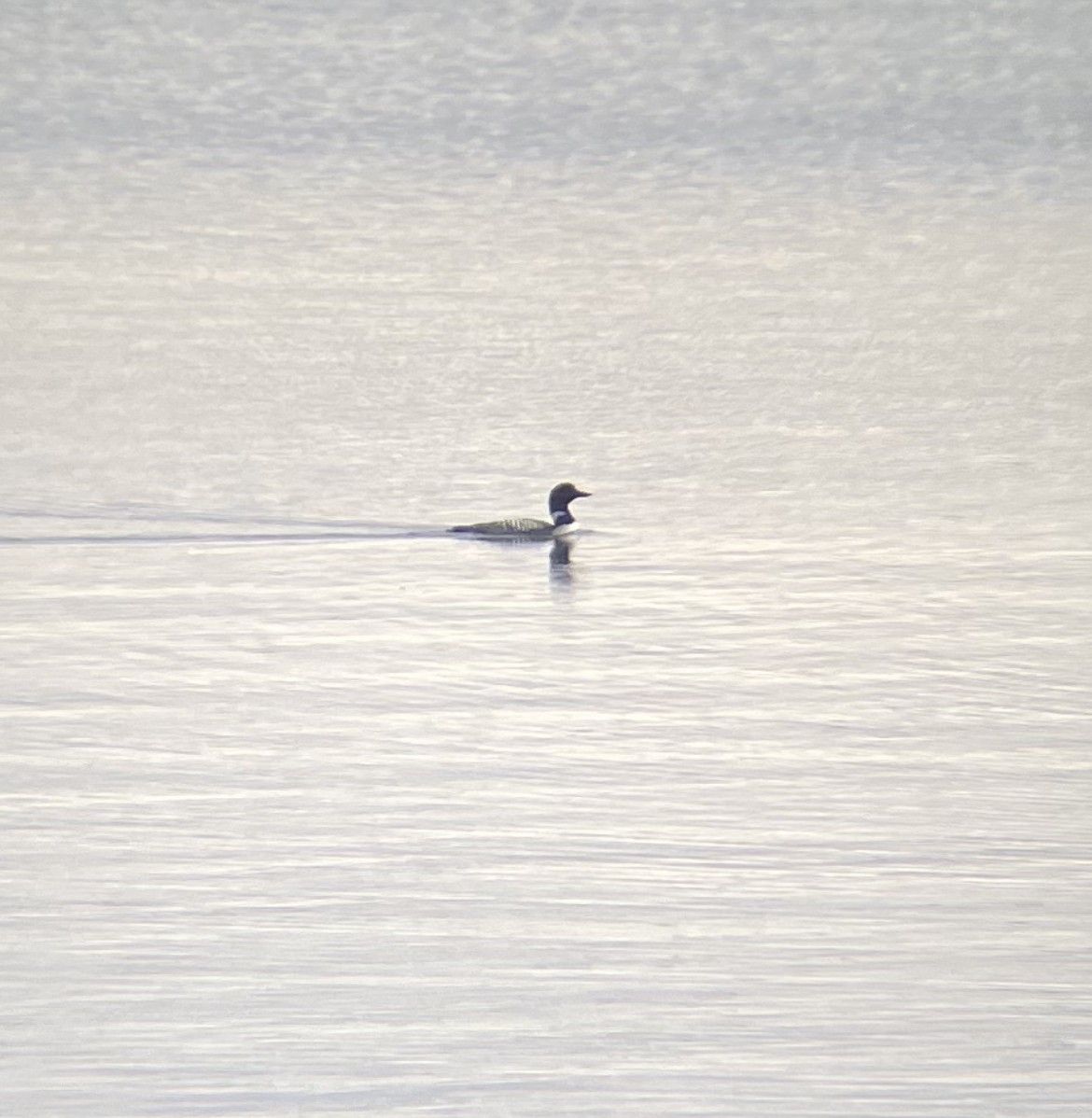 Common Loon - ML553131511