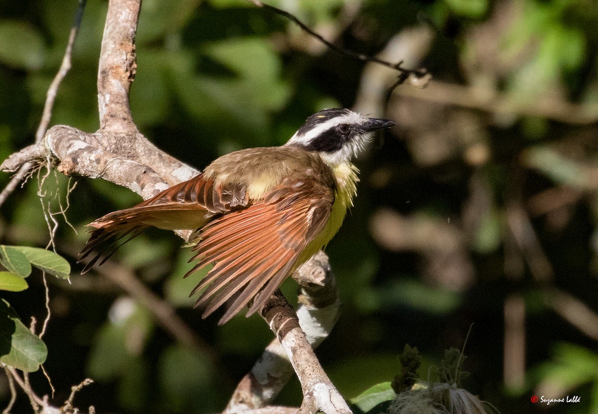 Great Kiskadee - ML55313201