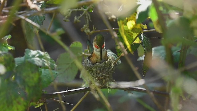 Allen's Hummingbird - ML553132731