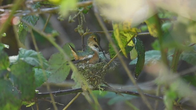 Allen's Hummingbird - ML553132761