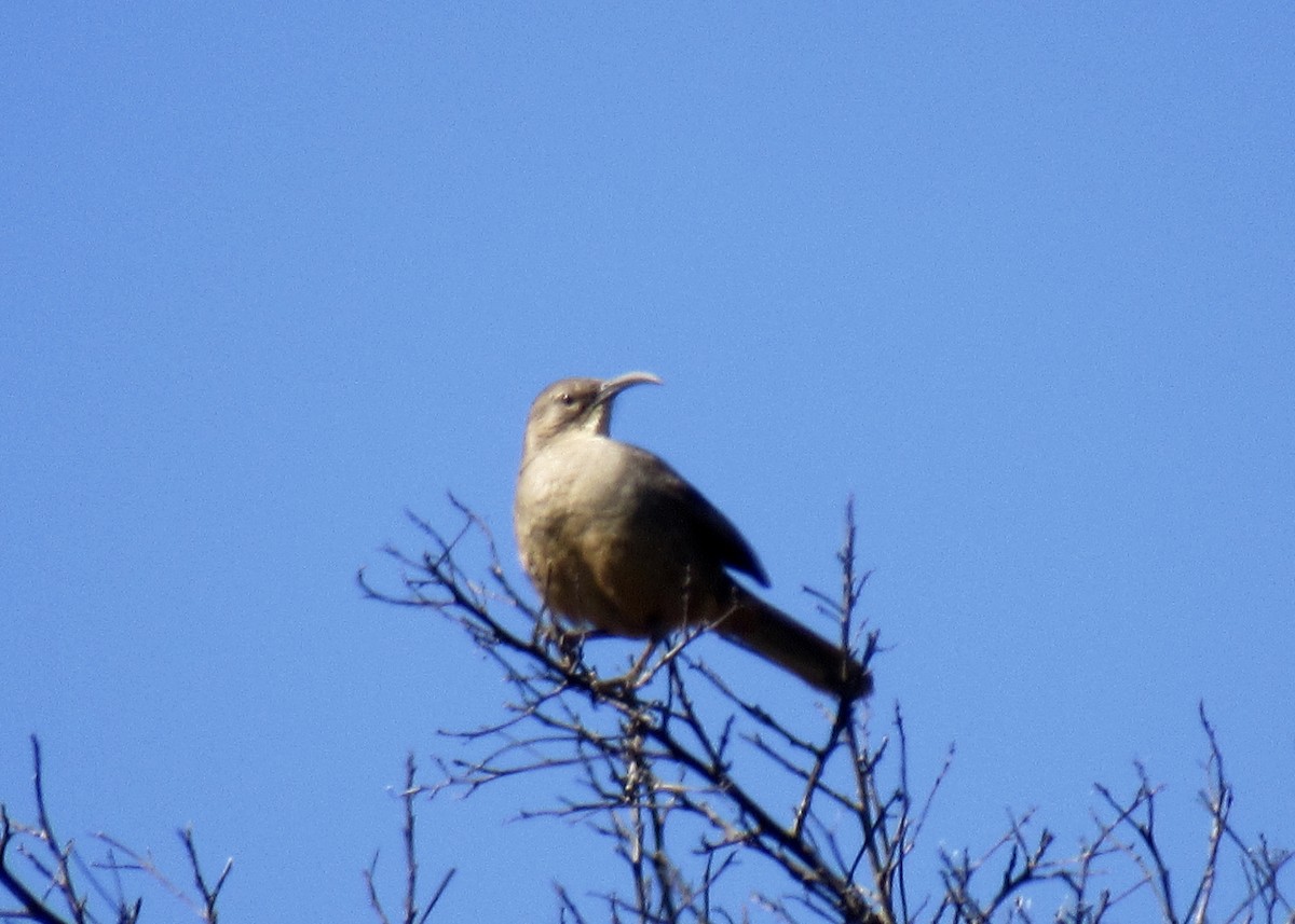 California Thrasher - karen pinckard