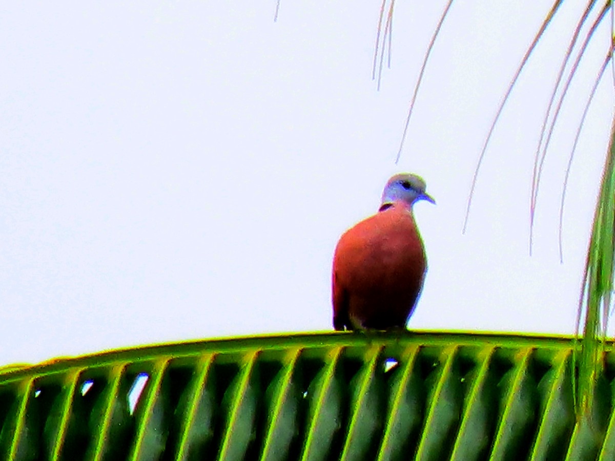 Red Collared-Dove - ML553133041