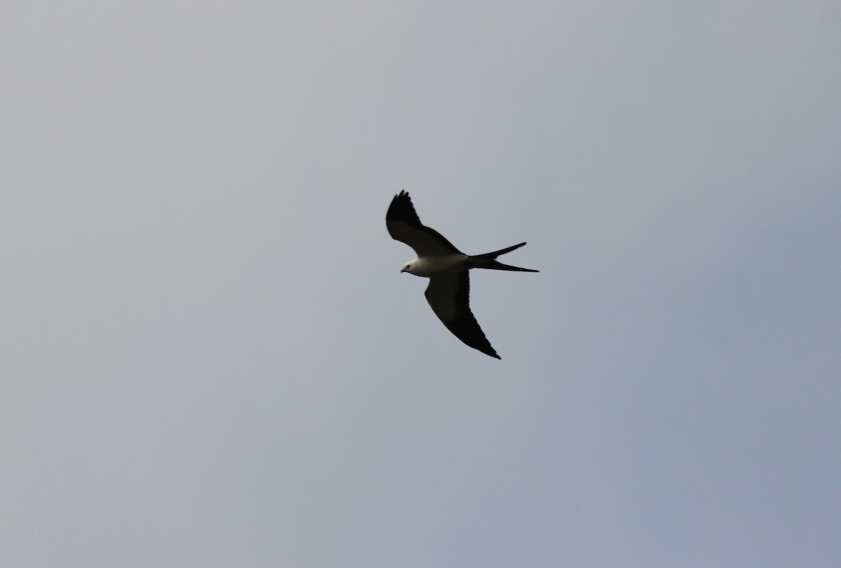 Swallow-tailed Kite - ML553134341