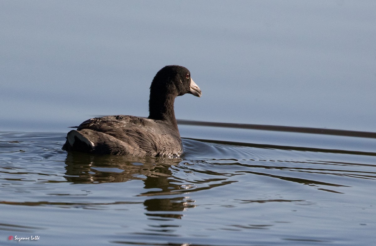 American Coot - Suzanne Labbé