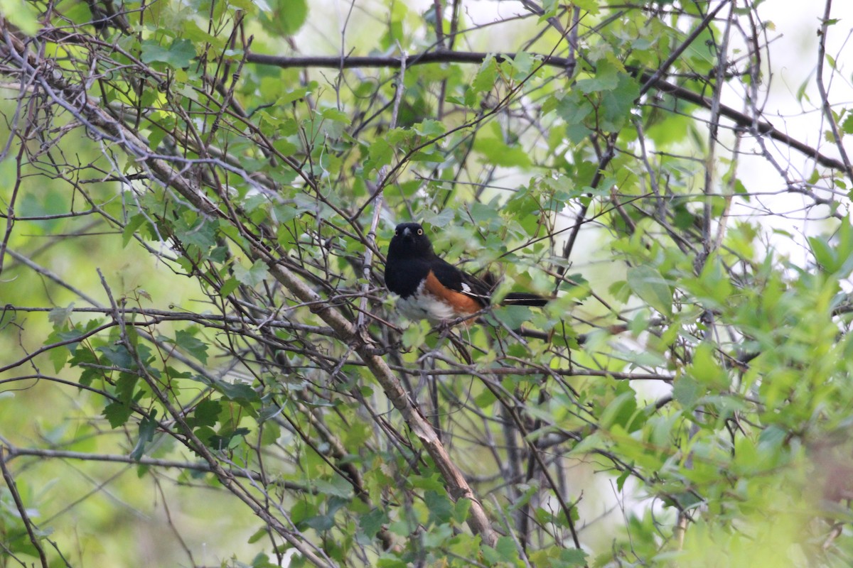 Eastern Towhee - ML553134681