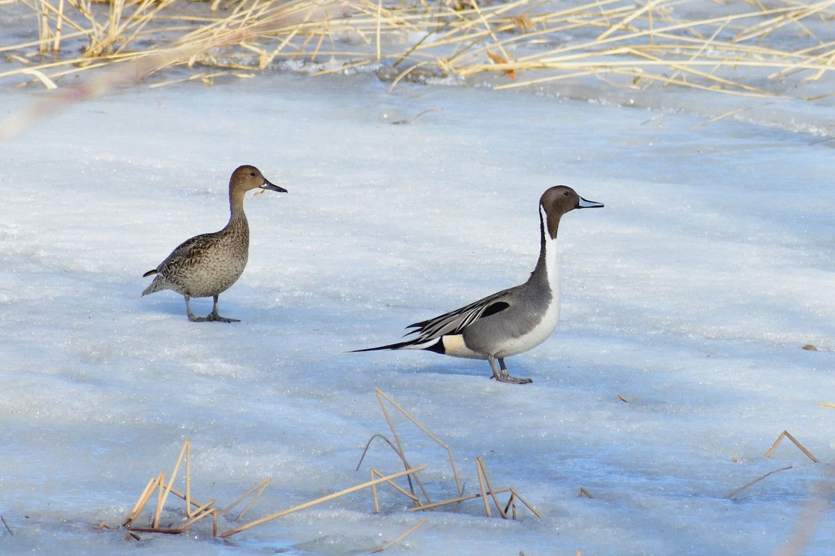 Northern Pintail - ML553134771