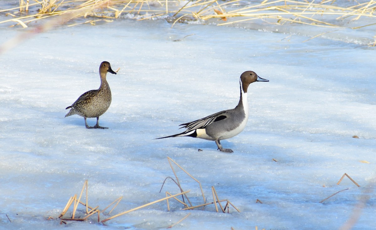 Northern Pintail - ML553134791