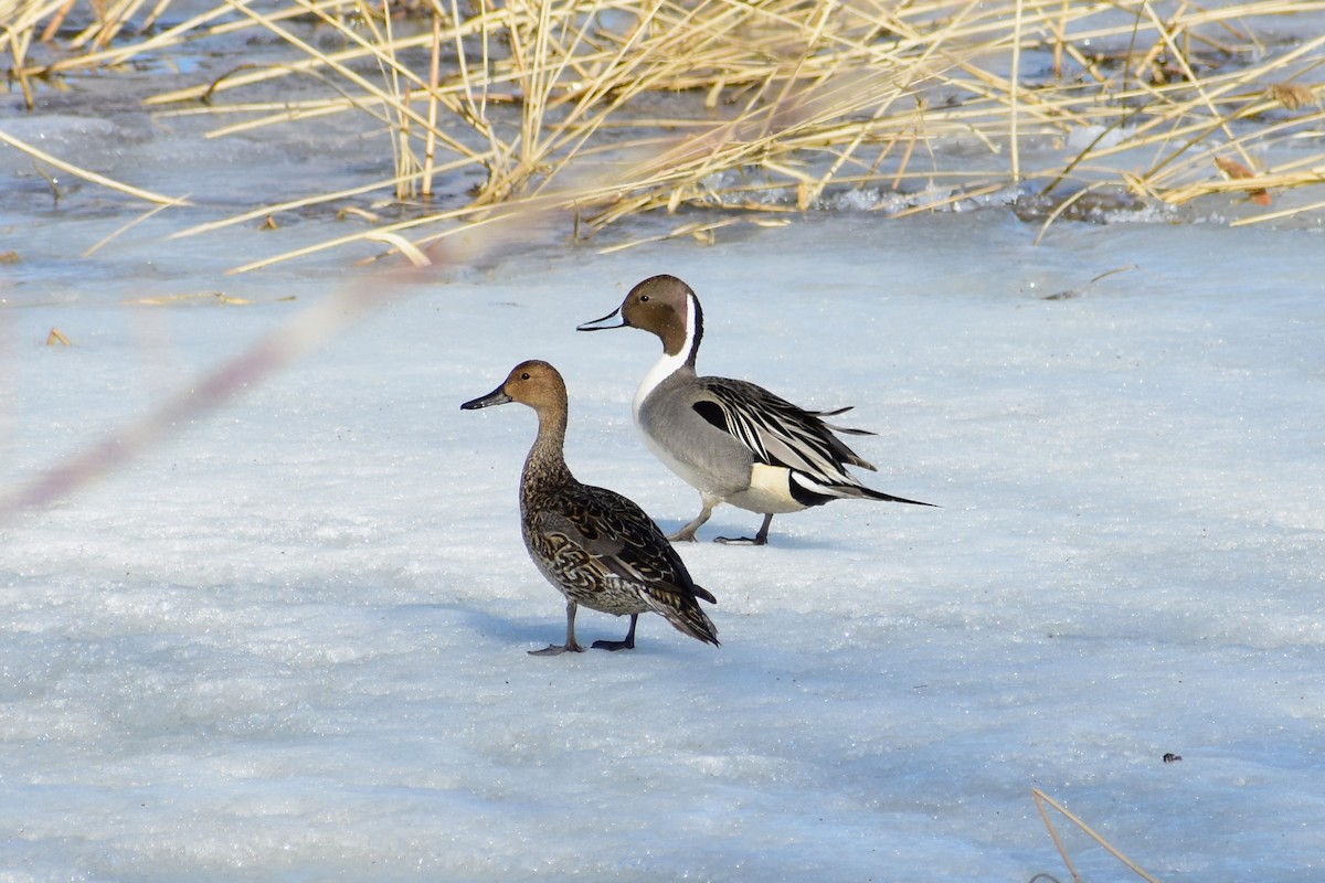 Northern Pintail - ML553134801