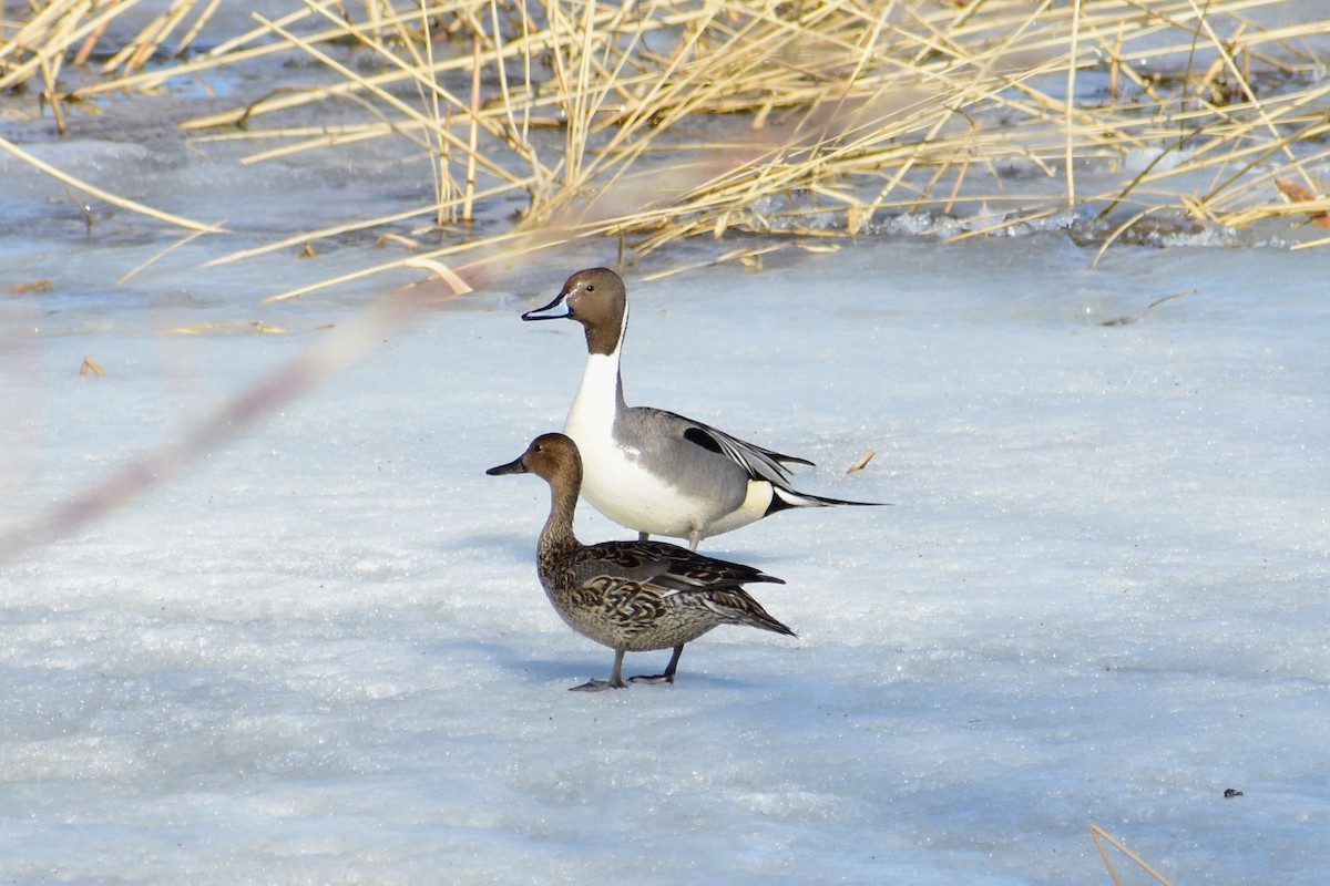 Northern Pintail - ML553134811