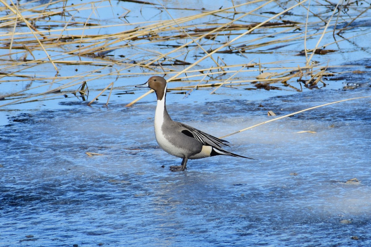 Northern Pintail - ML553134821