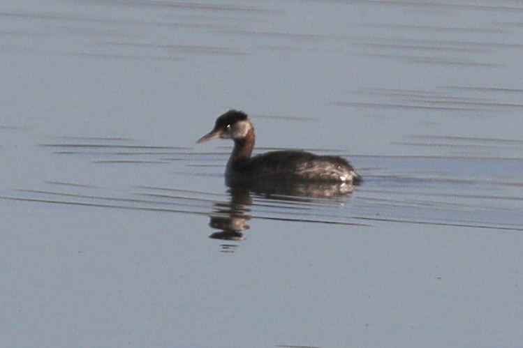 Red-necked Grebe - ML553135221