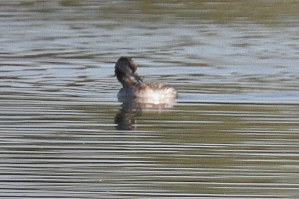 Red-necked Grebe - ML553135231