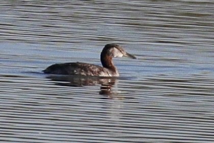 Red-necked Grebe - ML553135241