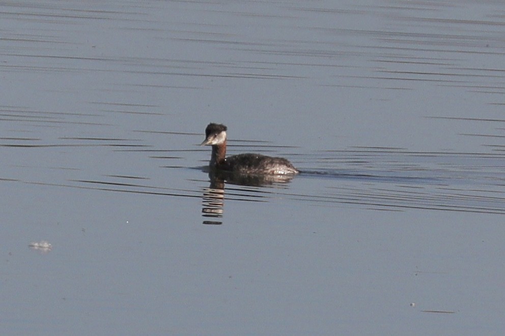 Red-necked Grebe - ML553135251