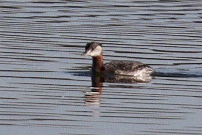 Red-necked Grebe - ML553135271