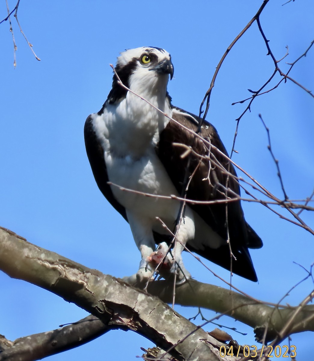 Águila Pescadora - ML553136151