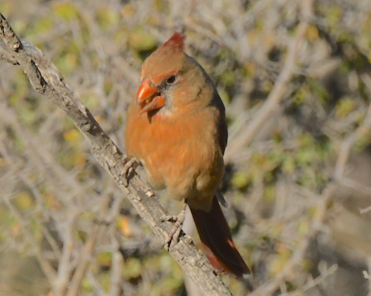 Northern Cardinal - ML553137181