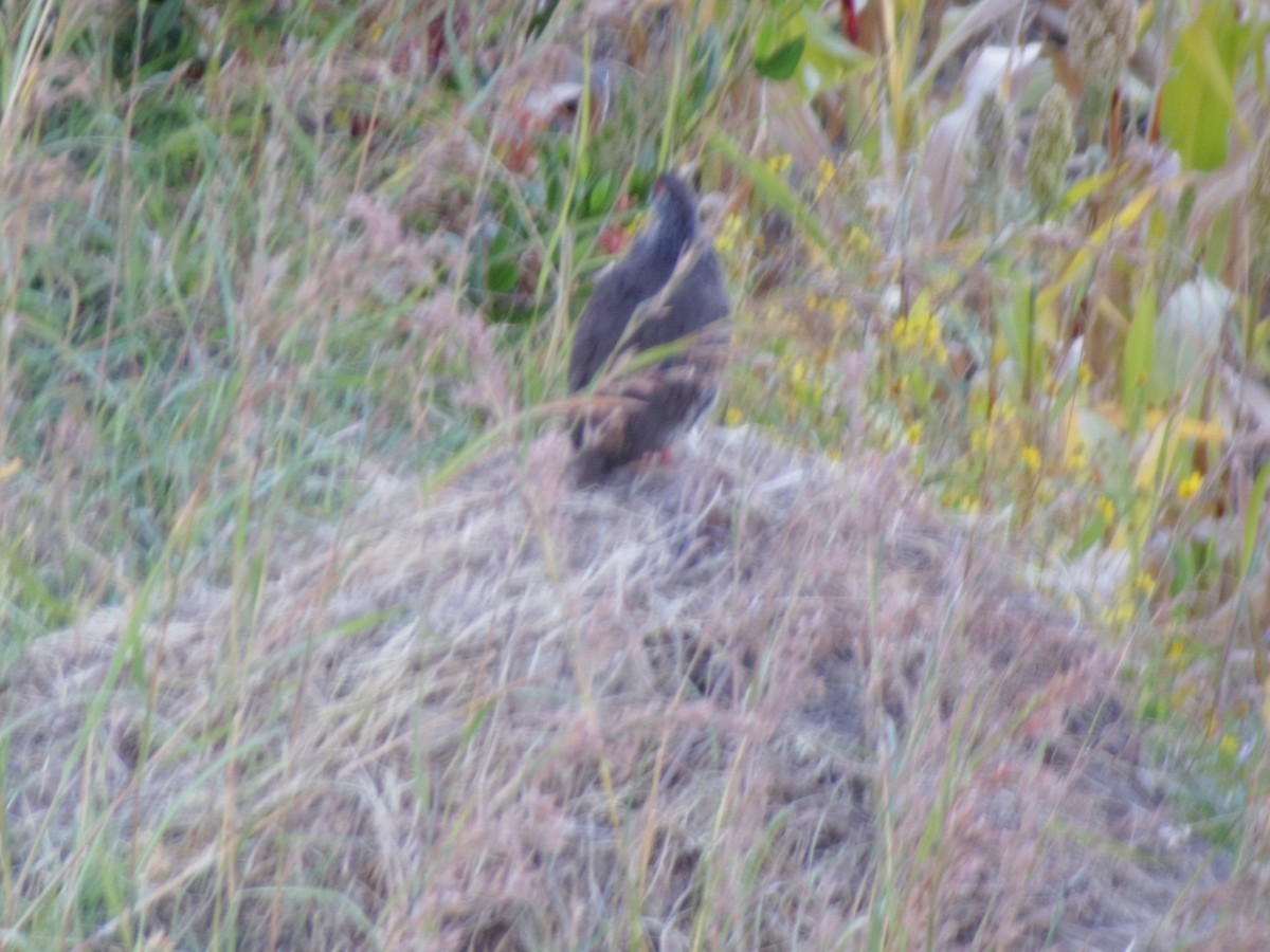 Harwood's Spurfowl - ML553137311