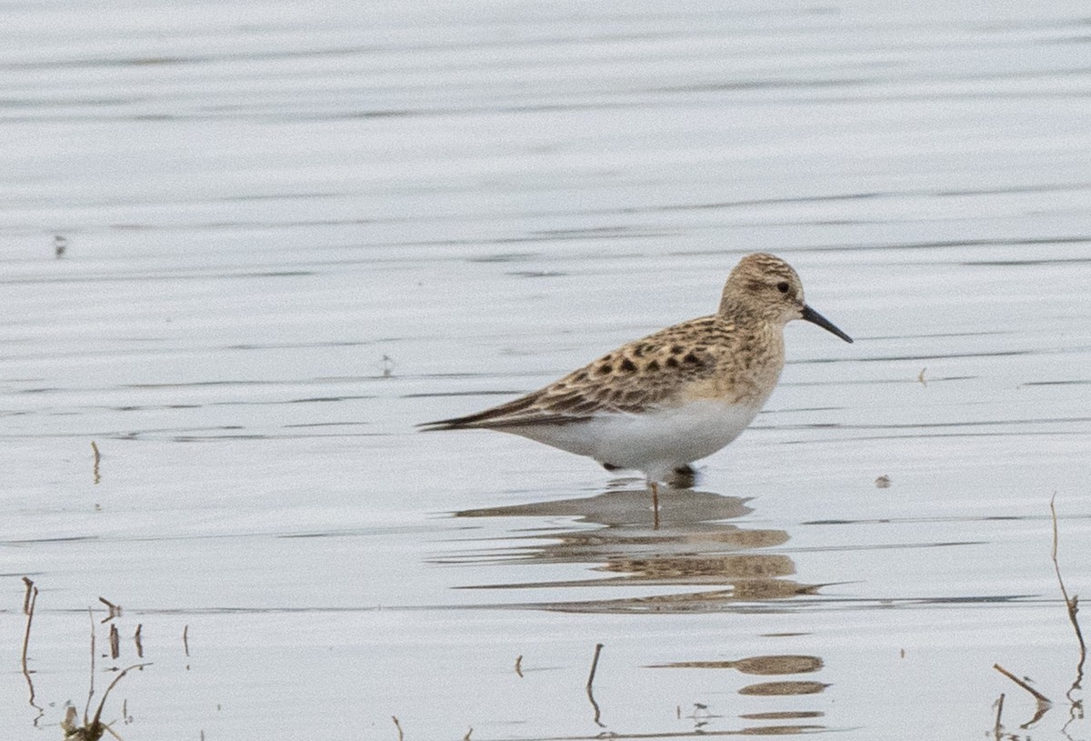 Baird's Sandpiper - ML553138331