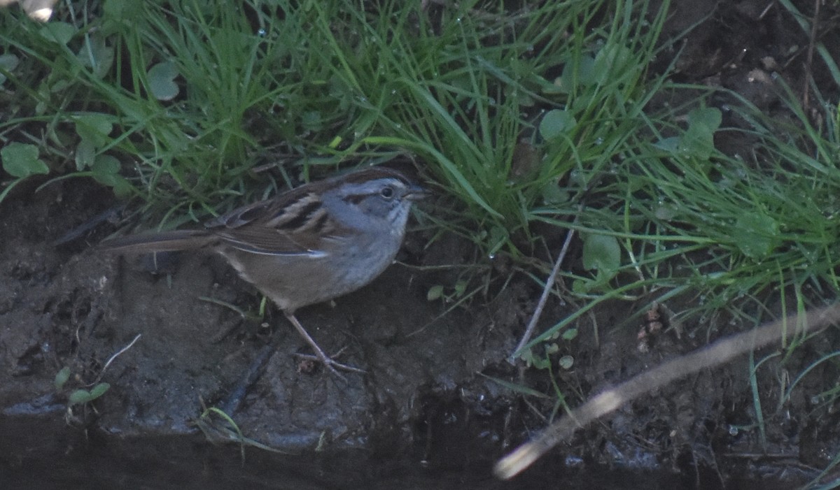 Swamp Sparrow - Sheryl Johnson