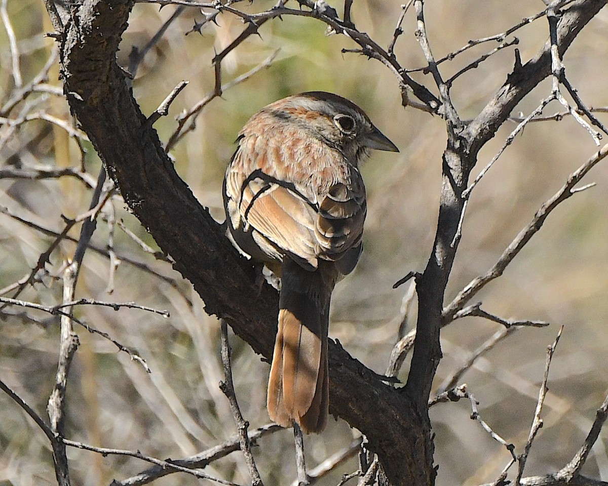 Rufous-crowned Sparrow - ML553139431