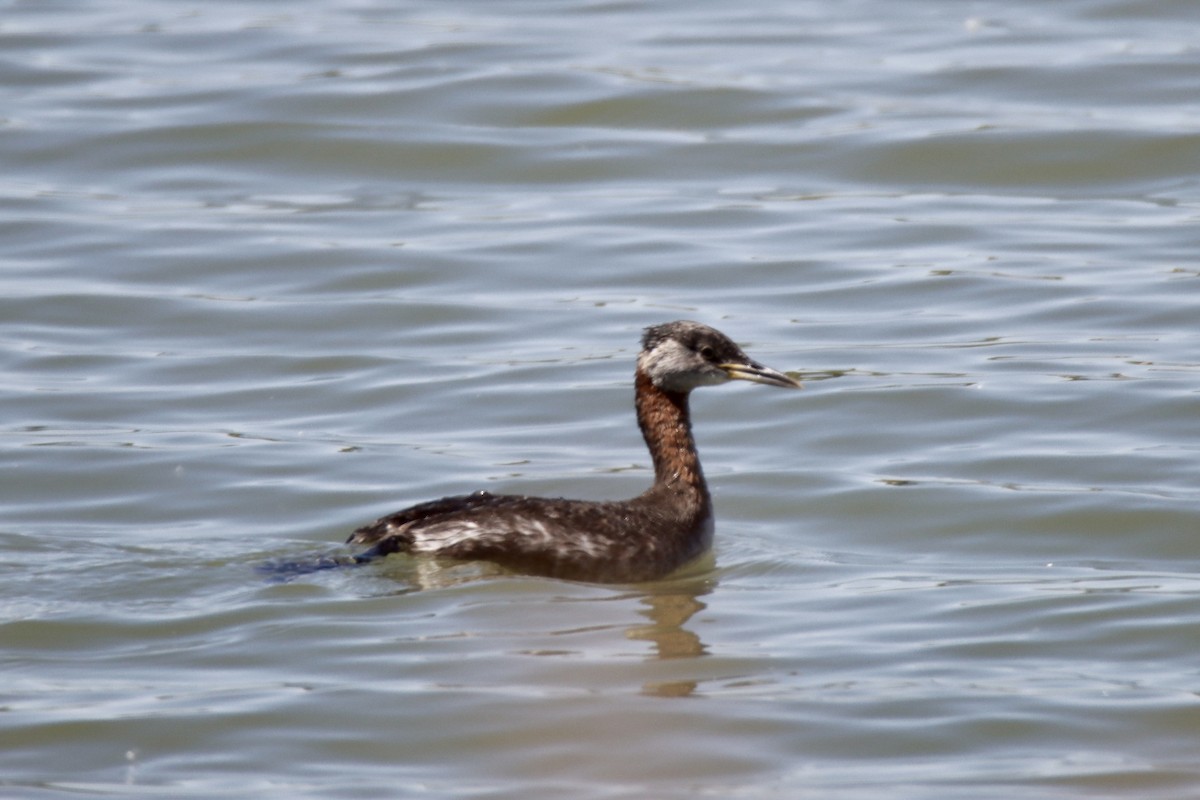 Red-necked Grebe - ML553139781