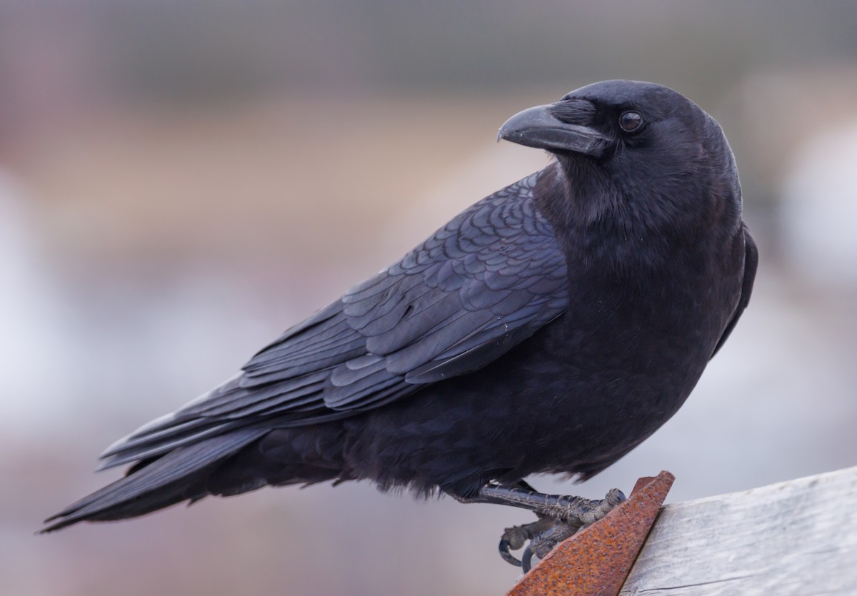 American Crow - ML553140151