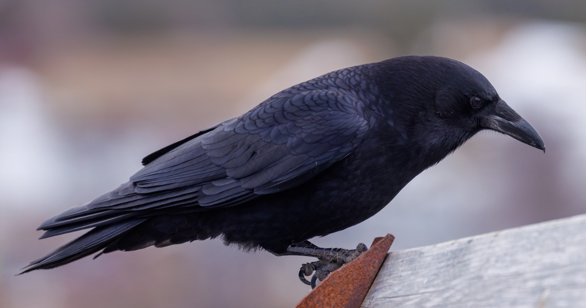 American Crow - ML553140161