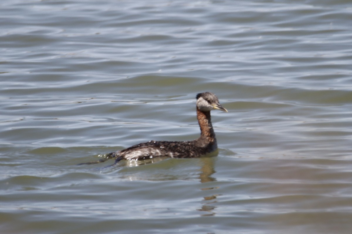 Red-necked Grebe - ML553140321