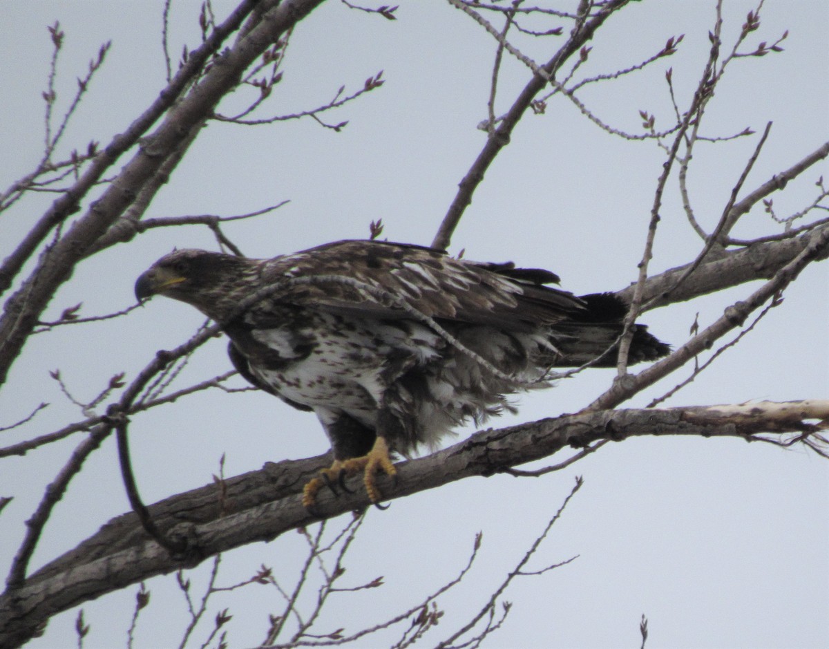 ハクトウワシ - ML553140501