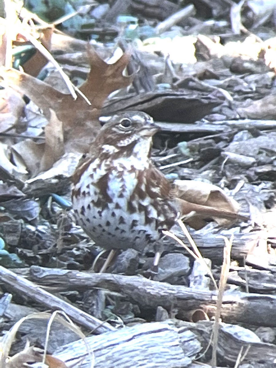 Fox Sparrow - ML553140531