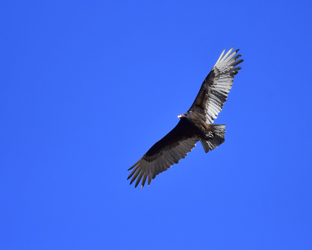 Turkey Vulture - ML553140711