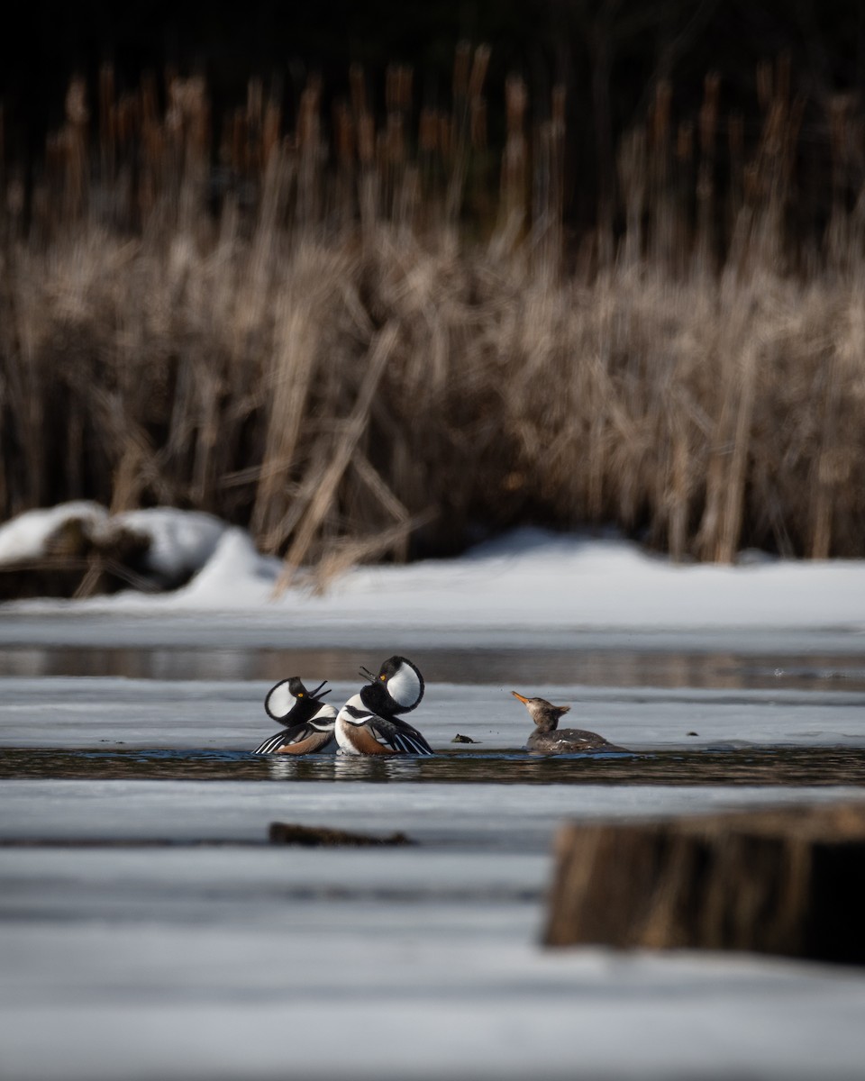 Hooded Merganser - ML553141211